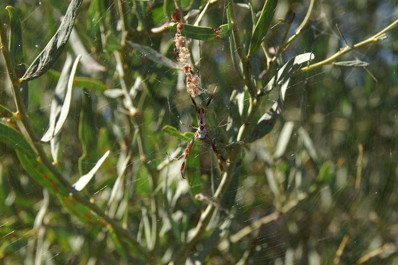 Nephila_ZZ304_D3421_Z_85_E. of Nuendah homestead_Australie.jpg